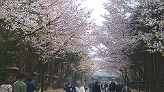 北海道神宮の桜並木